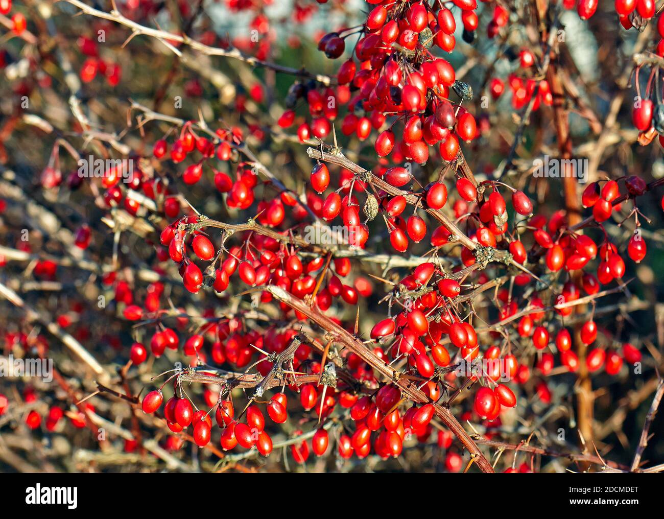 Bright red berries on a hawthorn hedge on a nature trail in sweden