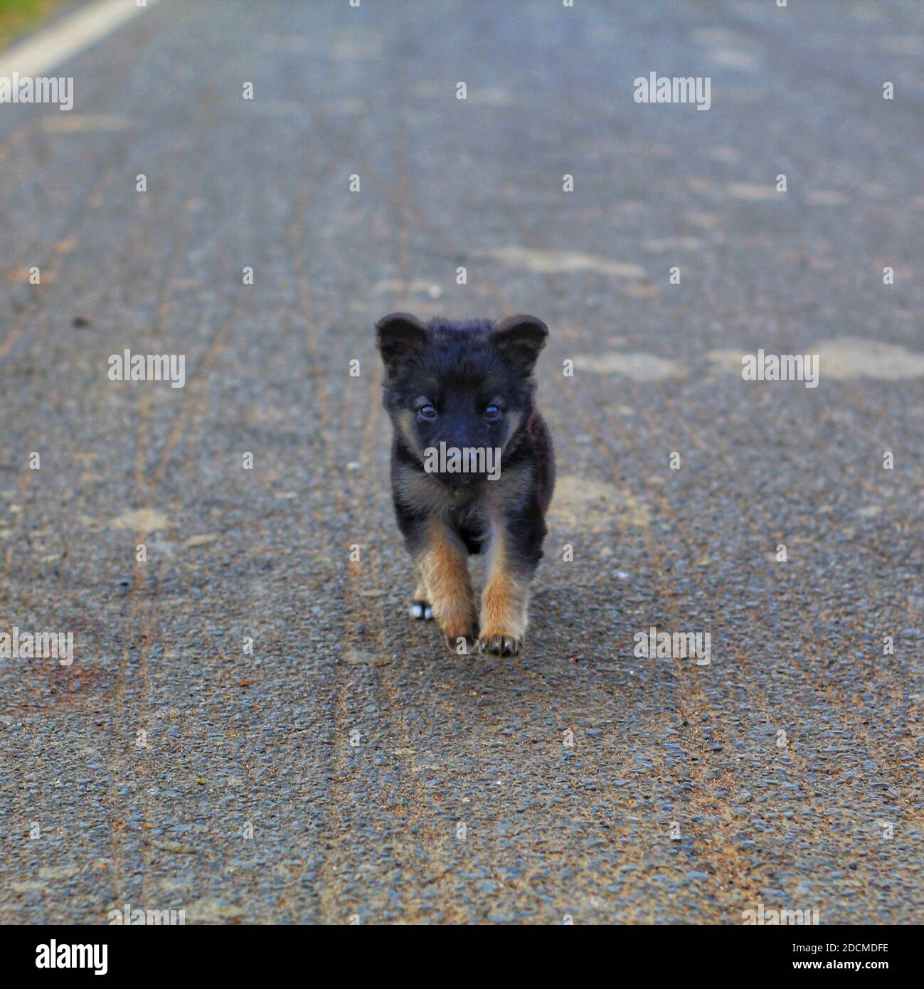cute little german shepherd puppy cute german shapherd wallpaper Stock Photo - Alamy cute little german shepherd puppy cute german shapherd wallpaper Stock Photo - Alamy