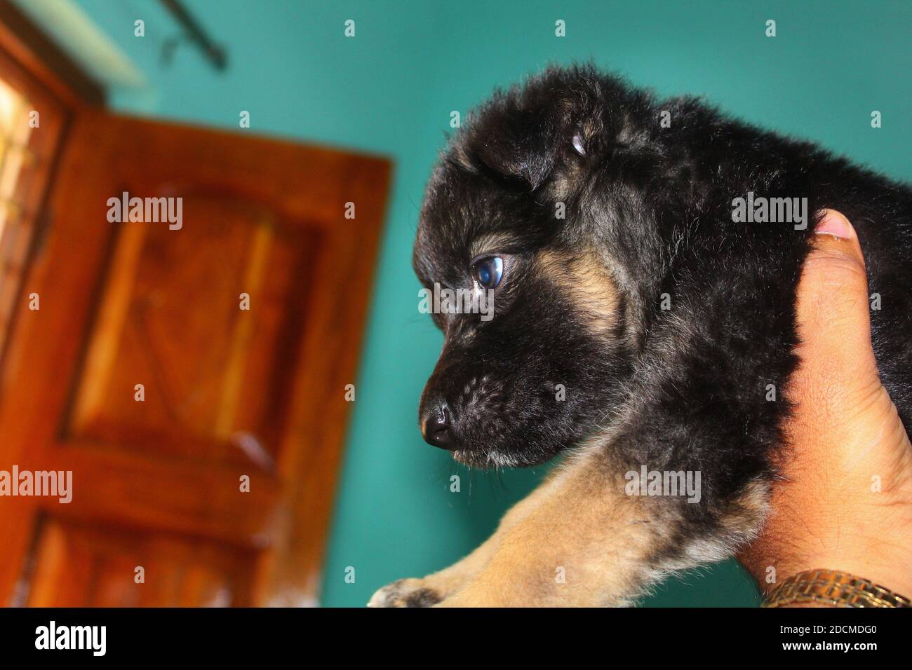 cute little german shepherd puppy cute german shapherd wallpaper Stock Photo - Alamy cute little german shepherd puppy cute german shapherd wallpaper Stock Photo - Alamy