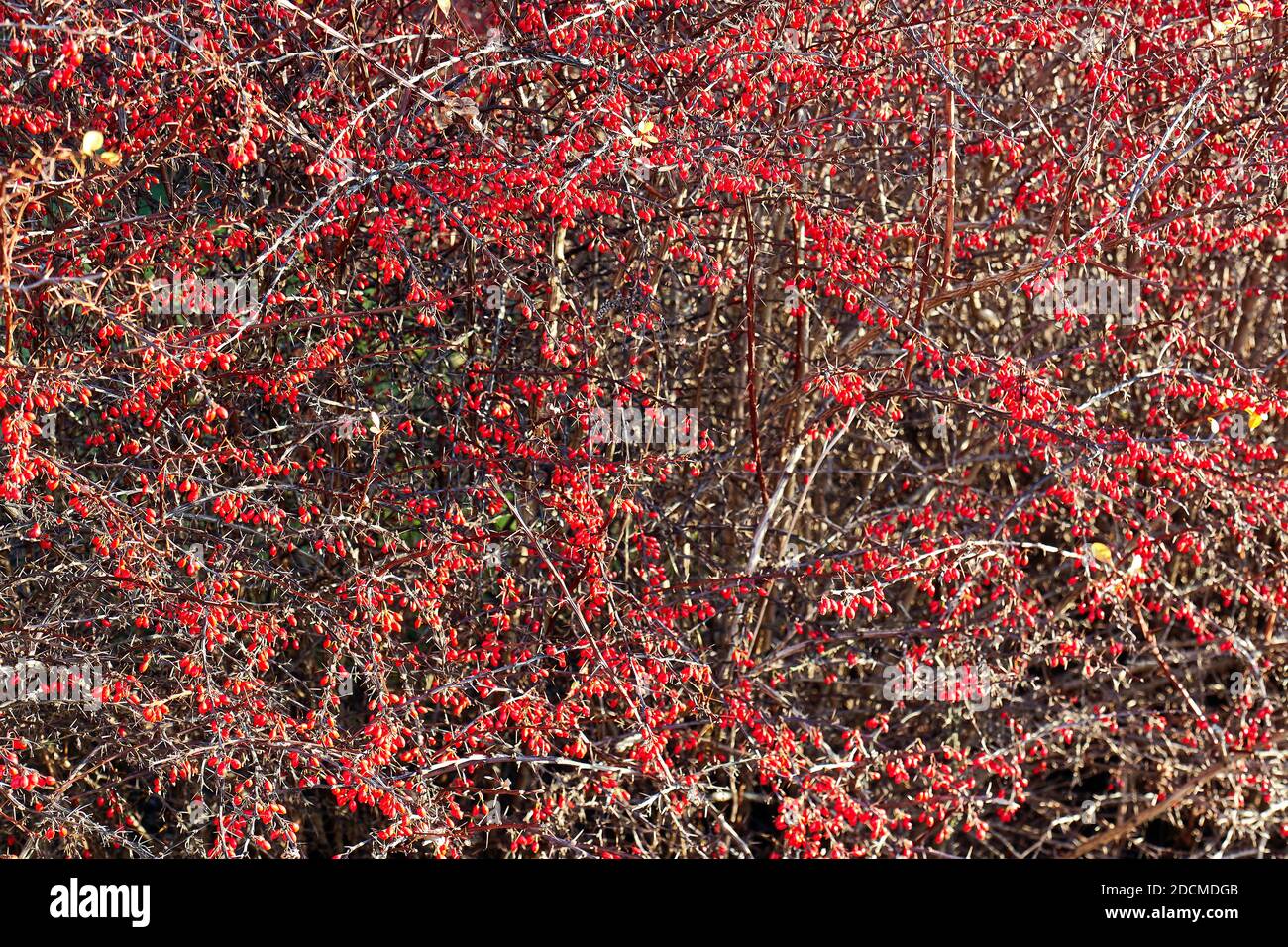 Bright red berries on a hawthorn hedge on a nature trail in sweden ...