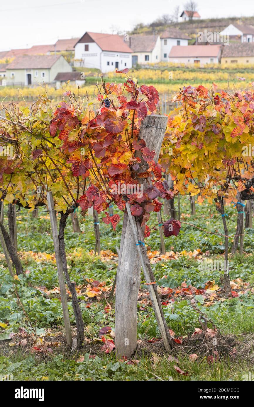 Orange, red & yellow leaves on grape vines in autumn and wine cellars on Mittelberg Kellergasse, a popular destination with wine lovers, Lower Austria Stock Photo