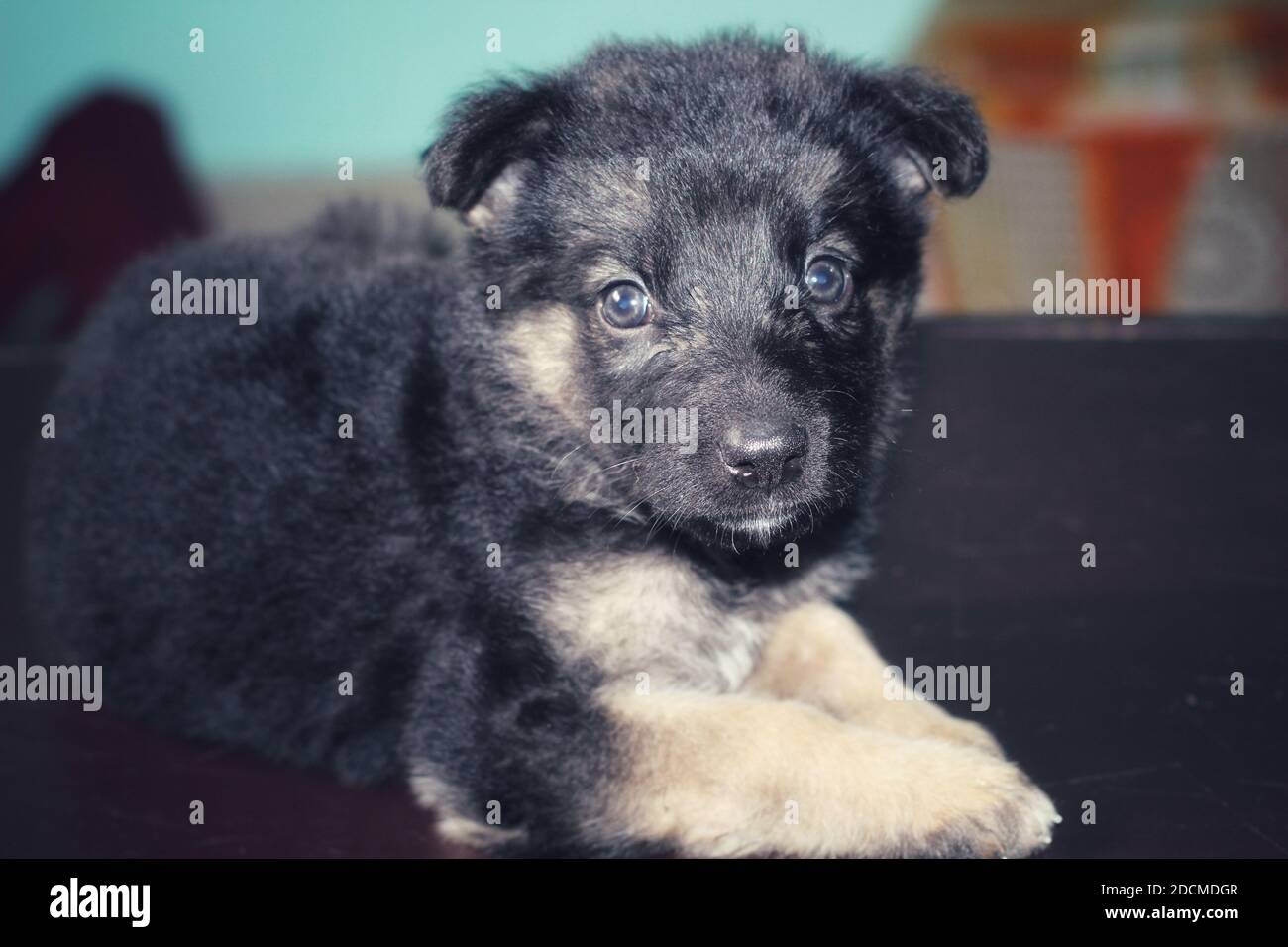 cute little german shepherd puppy cute german shapherd wallpaper Stock  Photo - Alamy