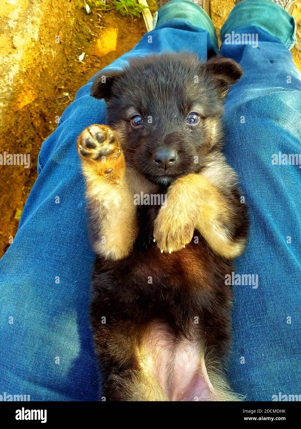 cute little german shepherd puppy cute german shapherd wallpaper Stock Photo - Alamy cute little german shepherd puppy cute german shapherd wallpaper Stock Photo - Alamy
