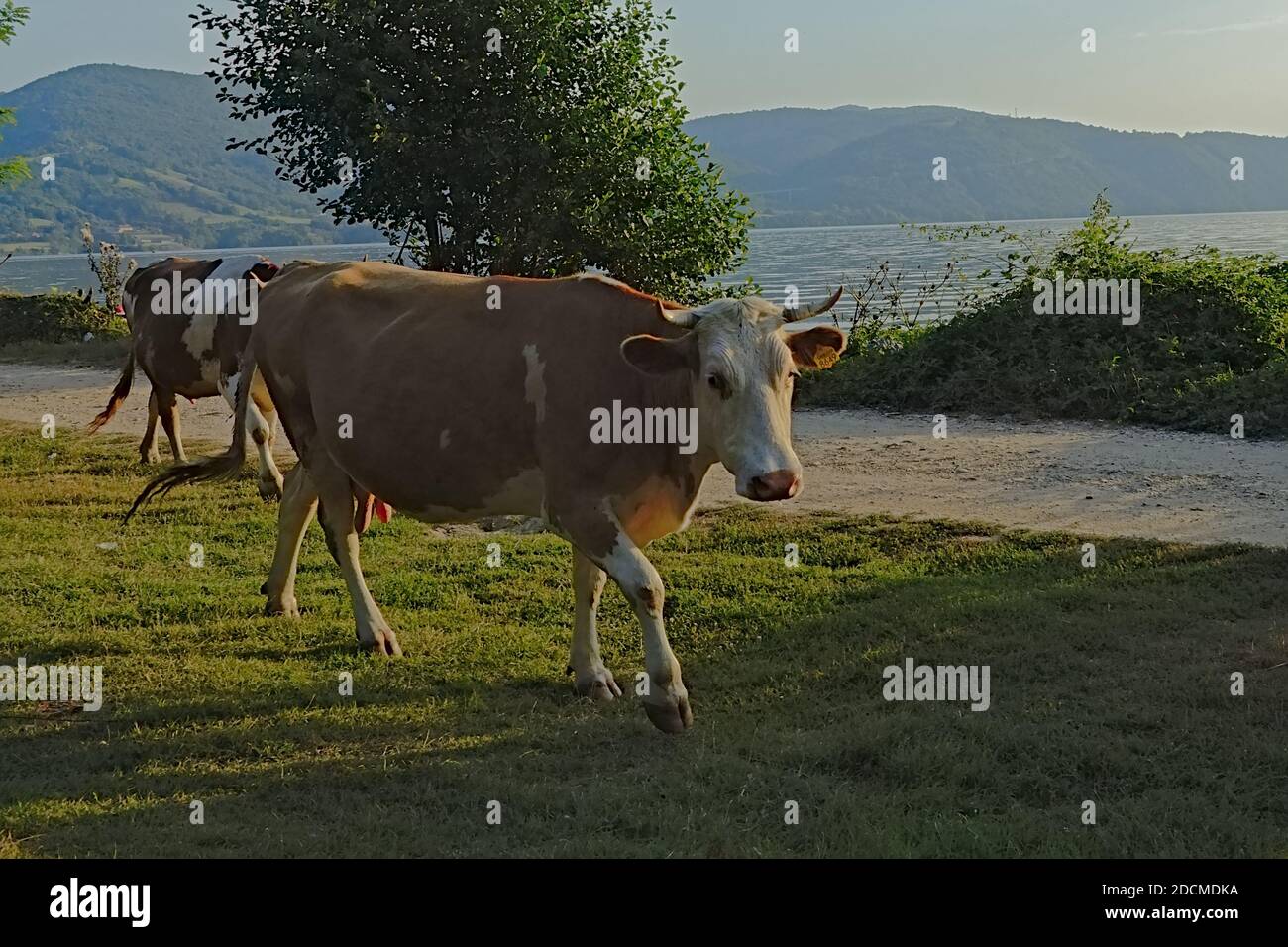 Europe cow old romanian traditonal hi-res stock photography and images -  Alamy