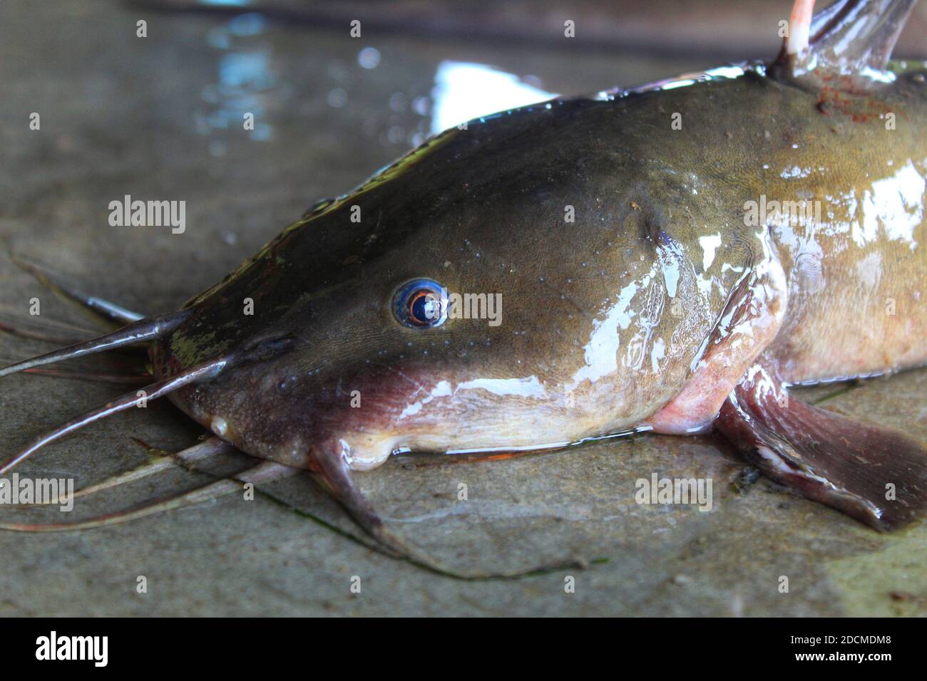 funny image of smiling Guri sea catfish or genidens genidens Stock Photo -  Alamy