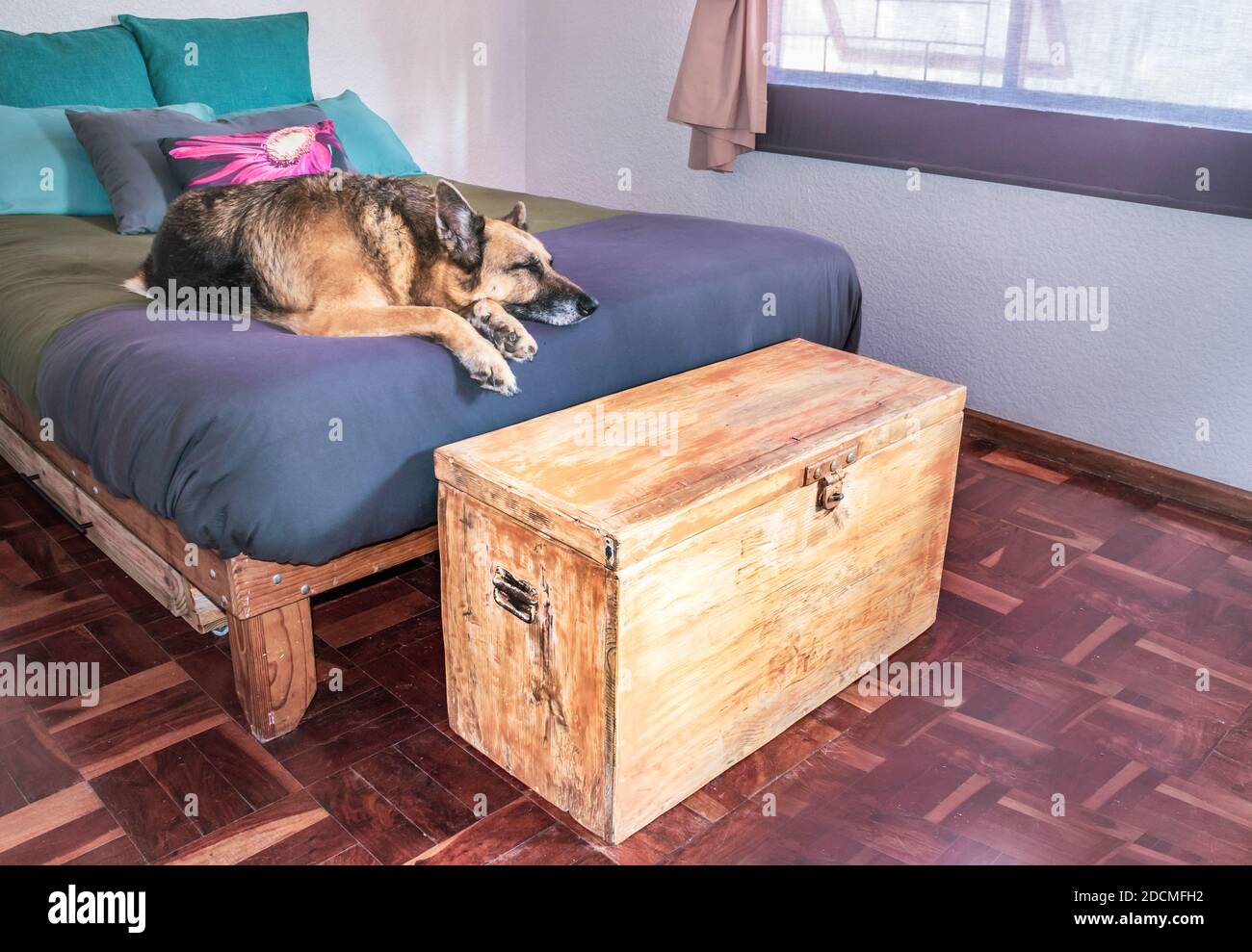 German Shepherd dog lying sleeping on a bed in a bedroom, South Africa