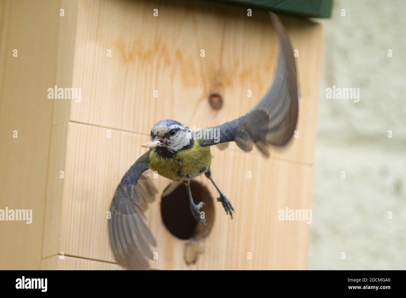Eurasian blue tit (Cyanistes caeruleus) in flight from nest box Stock Photo