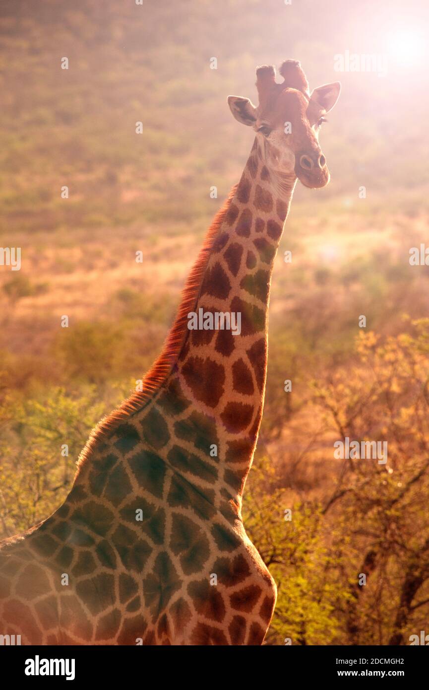 South African giraffe or Cape giraffe (Giraffa camelopardalis giraffa) Stock Photo