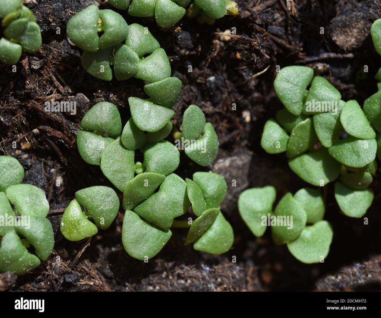 Basilikum, Ocimum basilicum, ist eine Heilpflanze und Kuechengewuerz mit gruenen Blaettern. Basil, Ocimum basilicum, is a medicinal plant and kitchen Stock Photo
