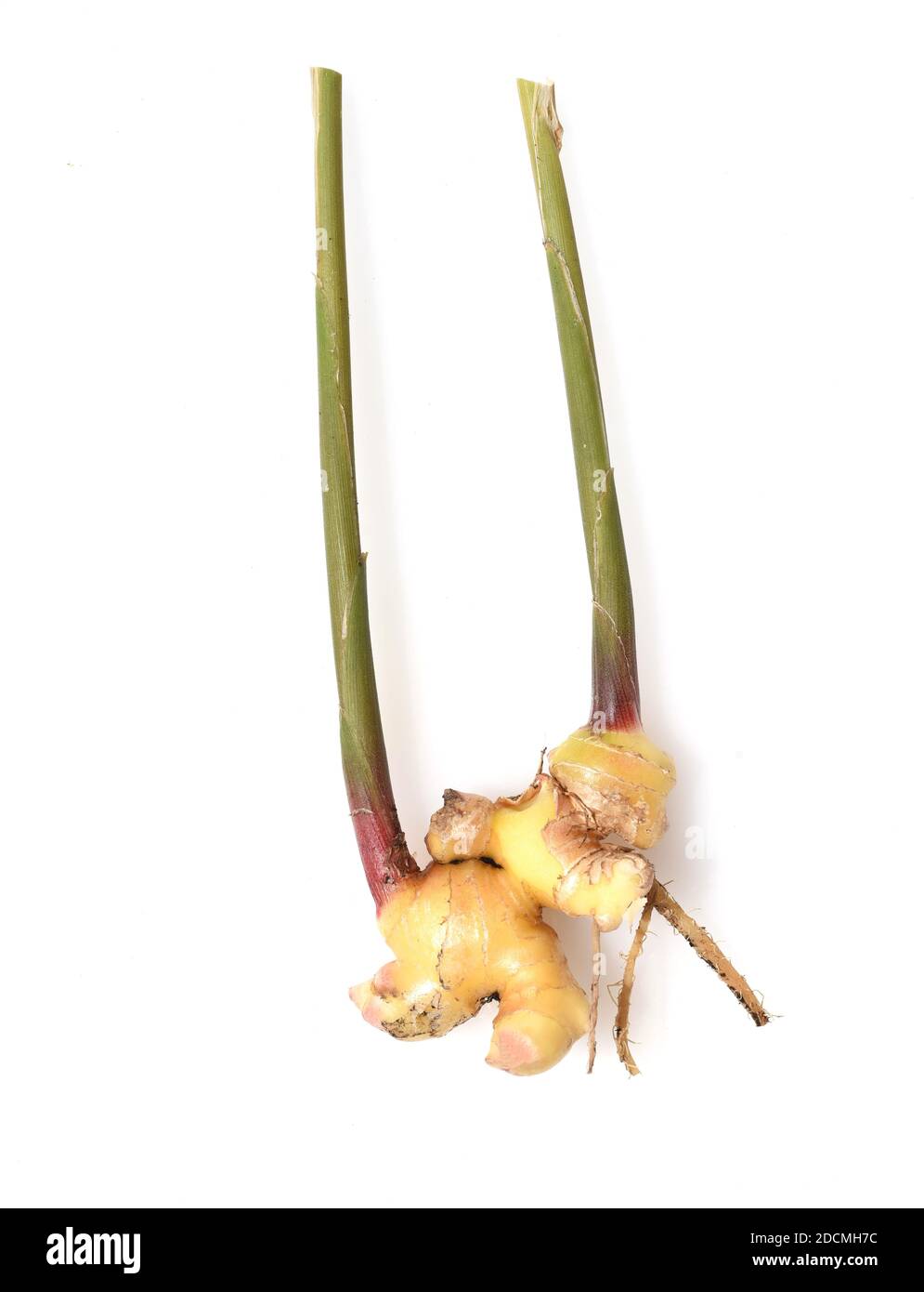 Ingwer, Zingiber officinale  ist eine Pflanzenart aus der Familie der Ingwergewaechse.  Sie ist eine wichtige Heil- und Gewuerzpflanze. Ginger, Zingib Stock Photo