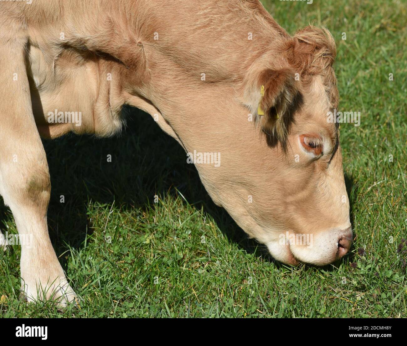 Kuhweide mit Rinder der Rasse Aquitaine. Cow pasture with cattle of the Aquitaine breed. Stock Photo