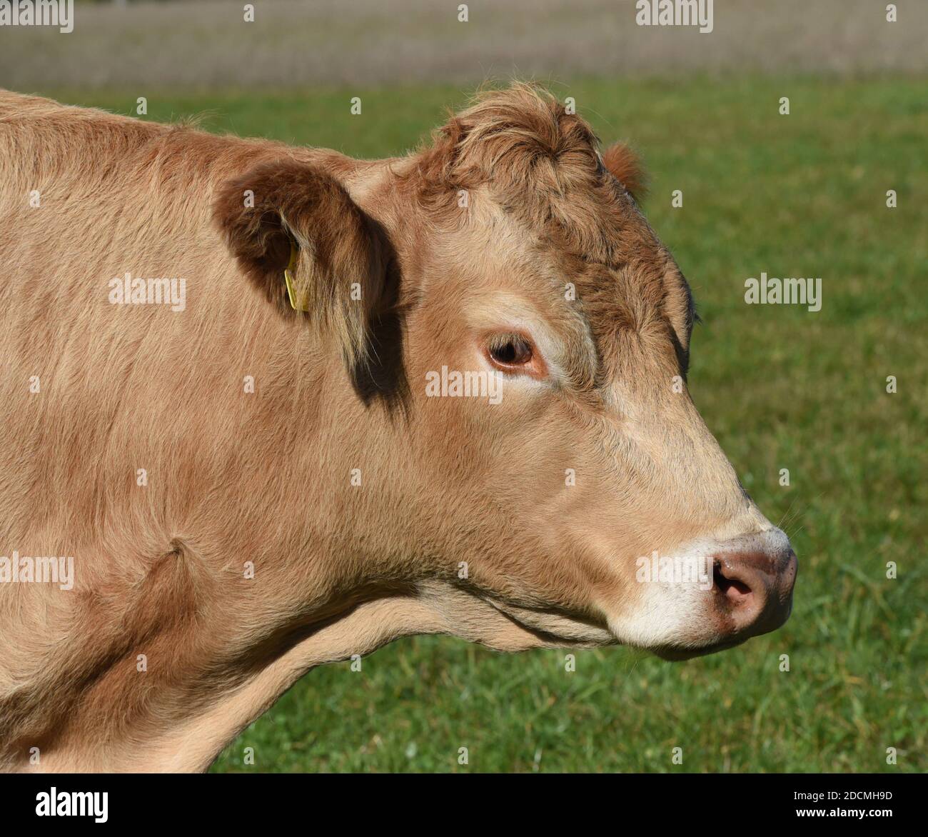 Kuhweide mit Rinder der Rasse Aquitaine. Cow pasture with cattle of the Aquitaine breed. Stock Photo