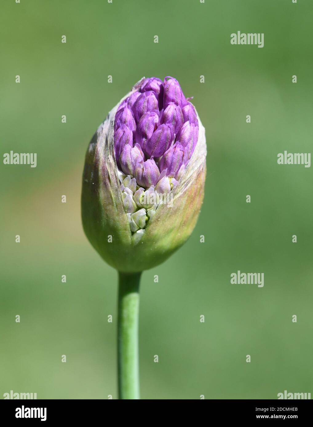 Zierlauch, Riesenlauch, Allium Giganteum ist eine wunderschoene
