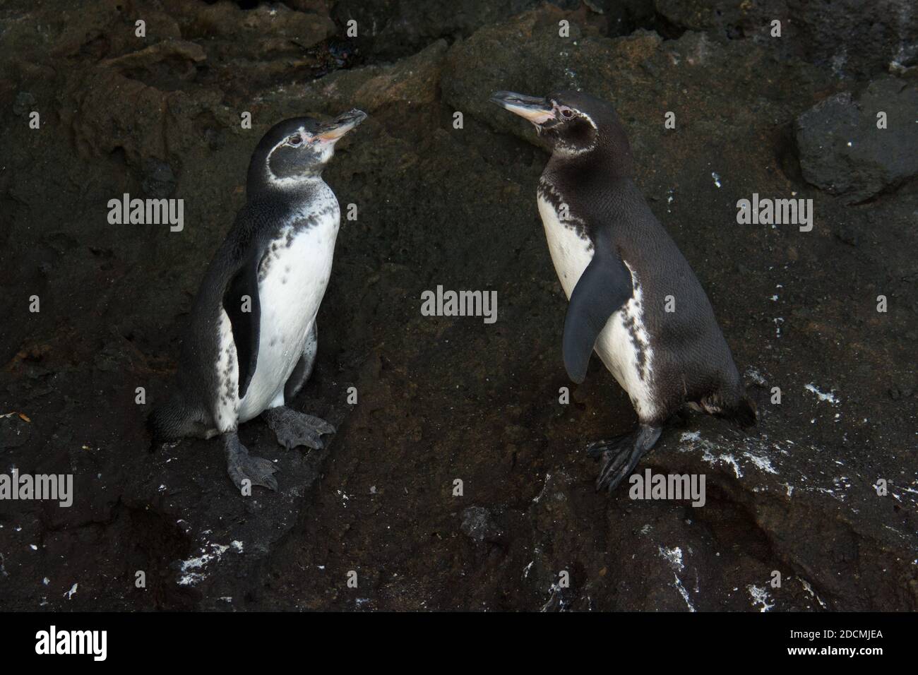 Two Galápagos penguins at the coast of Tagus Cove at Isabela which is one of the Galapagos Islands. Stock Photo