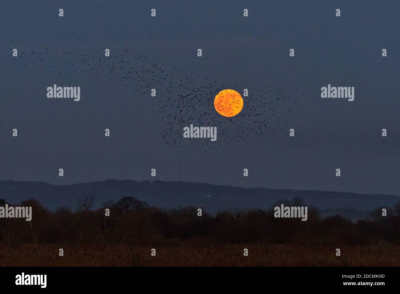 A flock of starlings flying in front of a full moon as they arrive at Shapwick Heath in Somerset to join in the murmuration and roost for the night. Stock Photo