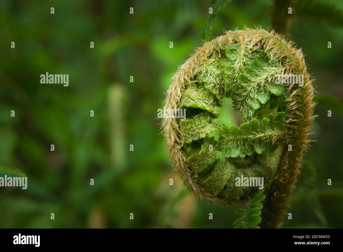Curled up close up of a fern hi-res stock photography and images - Alamy