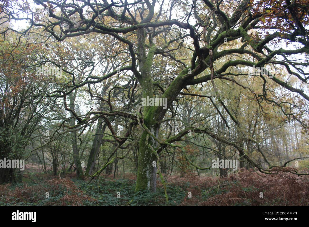 gnarly oak in ancient woodland Stock Photo - Alamy