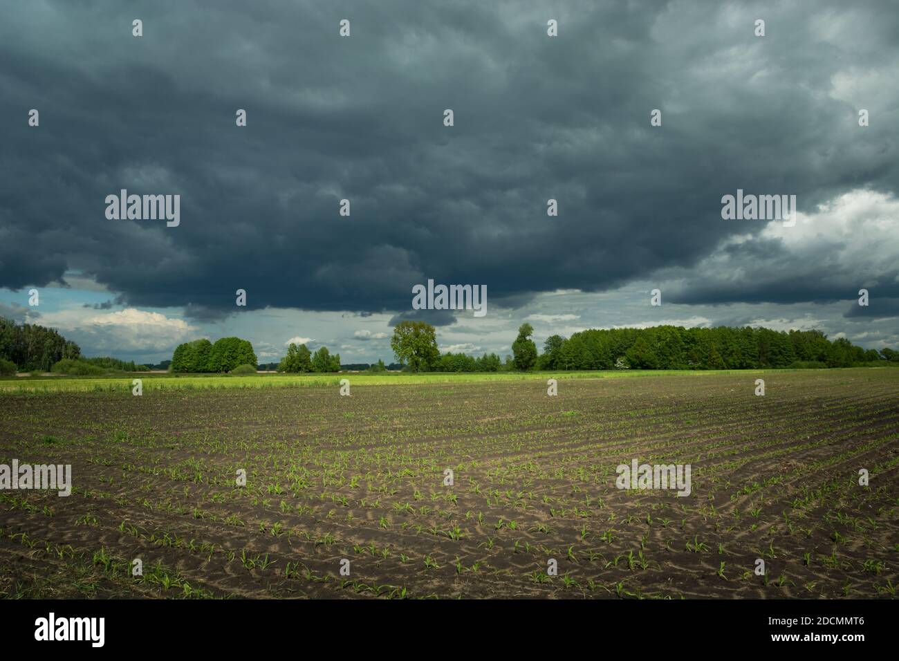 A young plant growing in the field and the cloudy sky, spring view