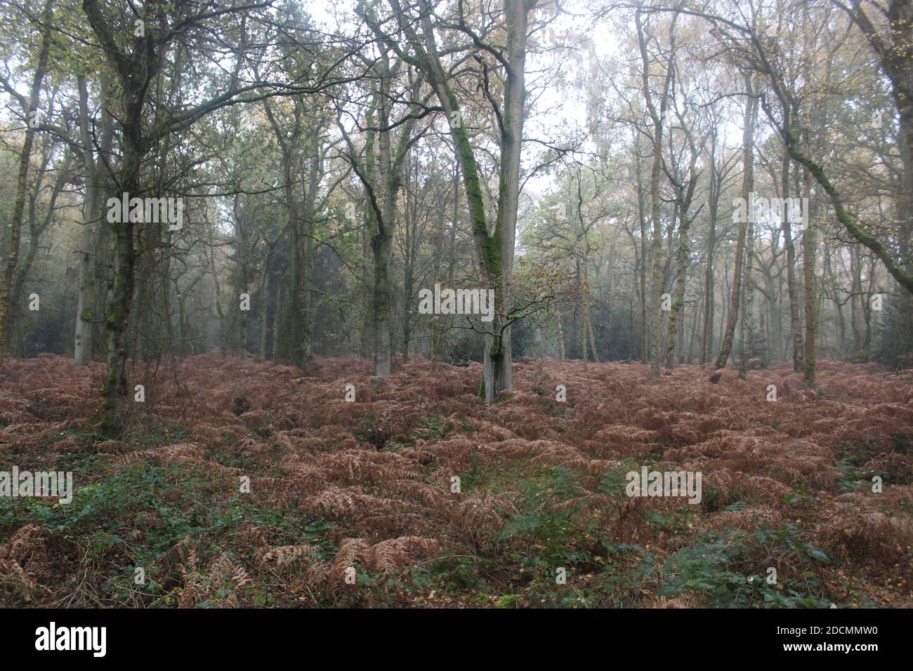 Brown bracken woodland cover Stock Photo
