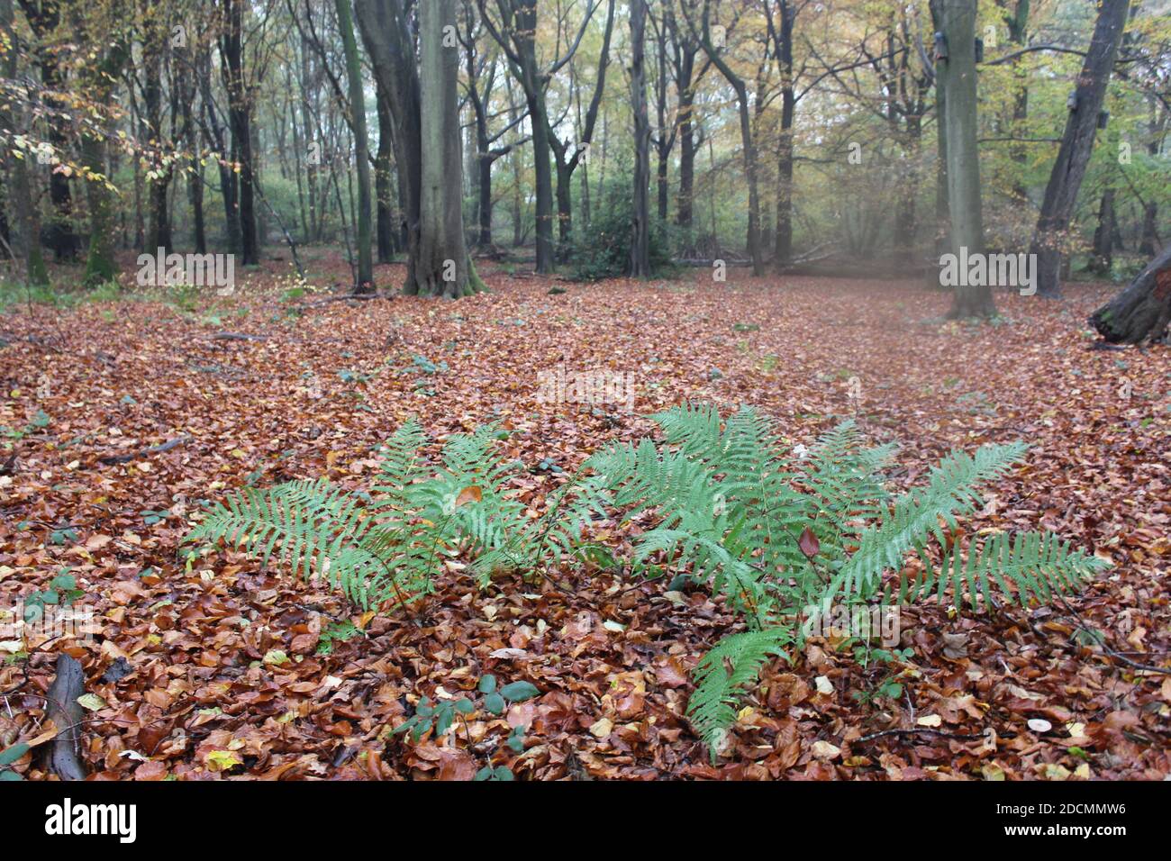 Woodland trees and ferns hi-res stock photography and images - Alamy