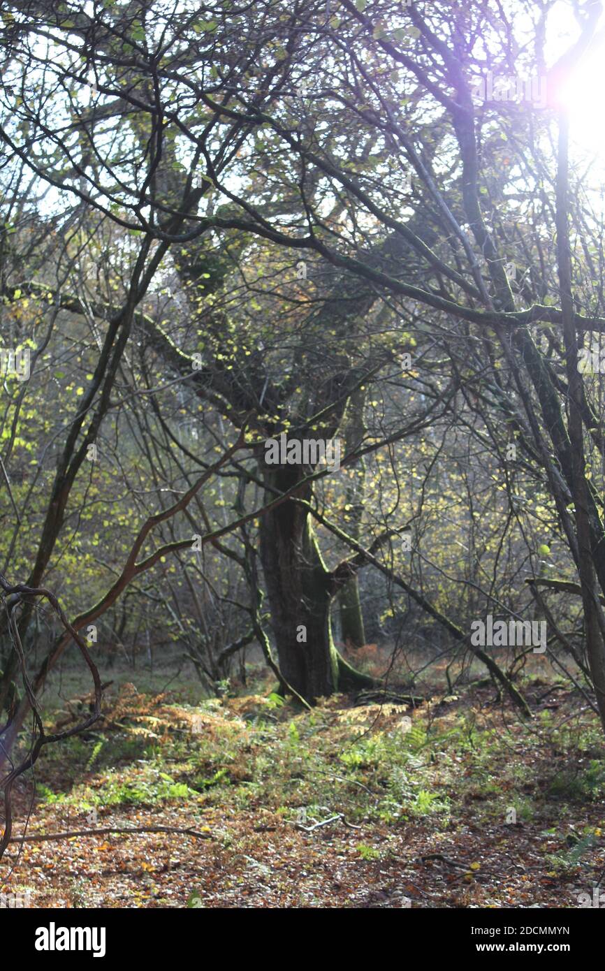Ancient oak gnarled hi-res stock photography and images - Alamy