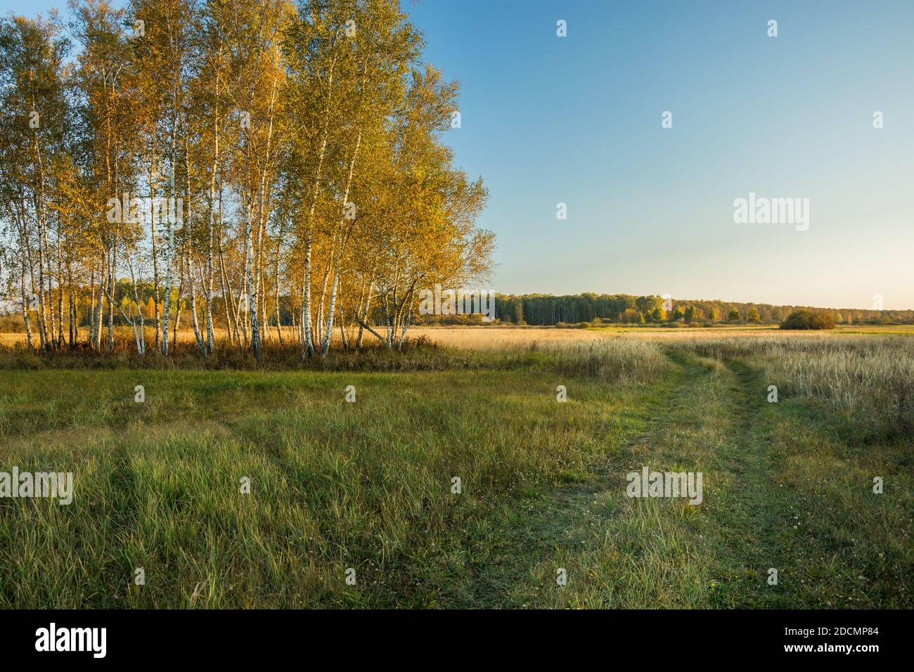 Dirt road next to yellow autumn trees Stock Photo - Alamy