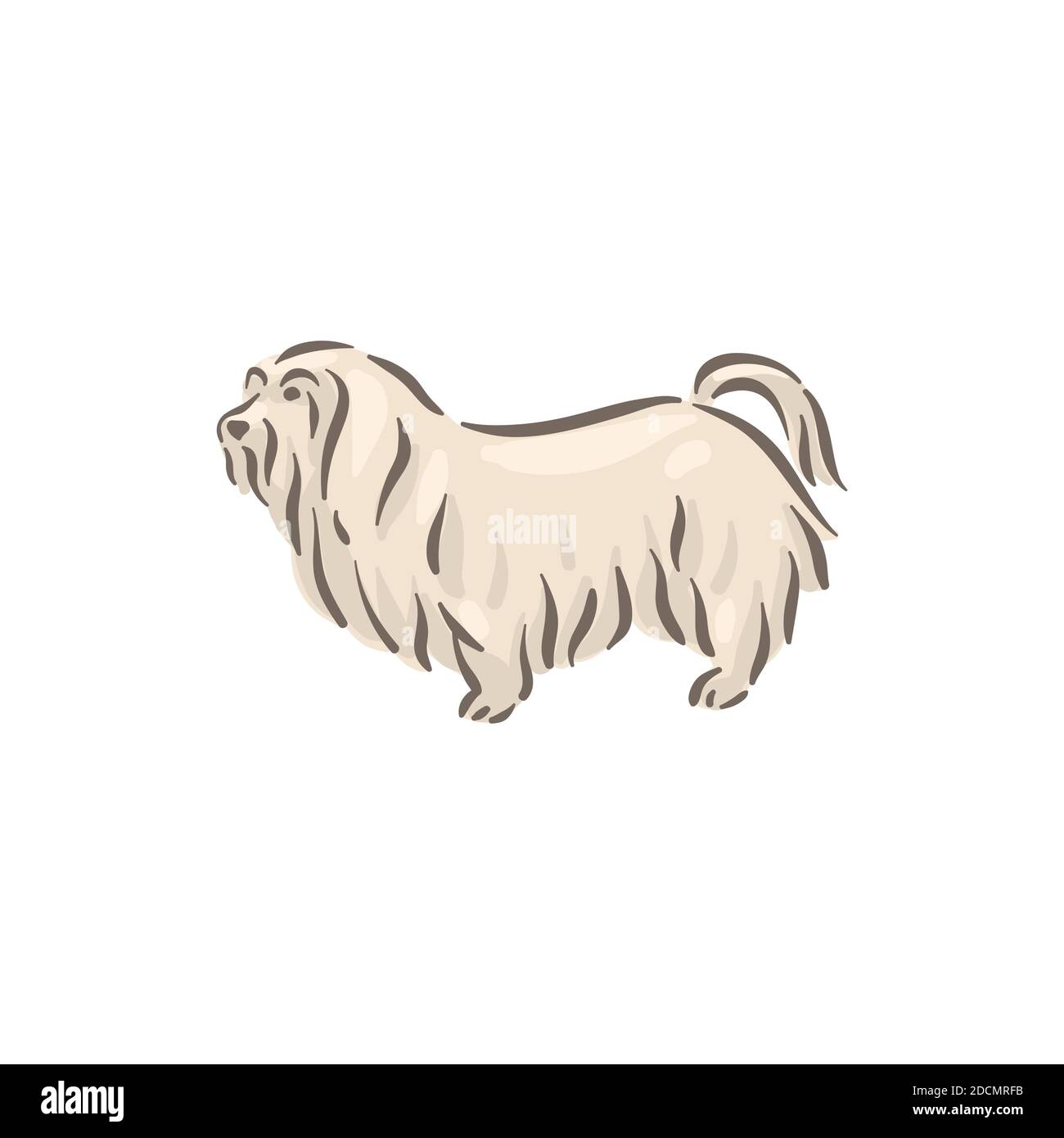 Cute dog Maltese breed pedigree vector illustration Stock Vector Image ...