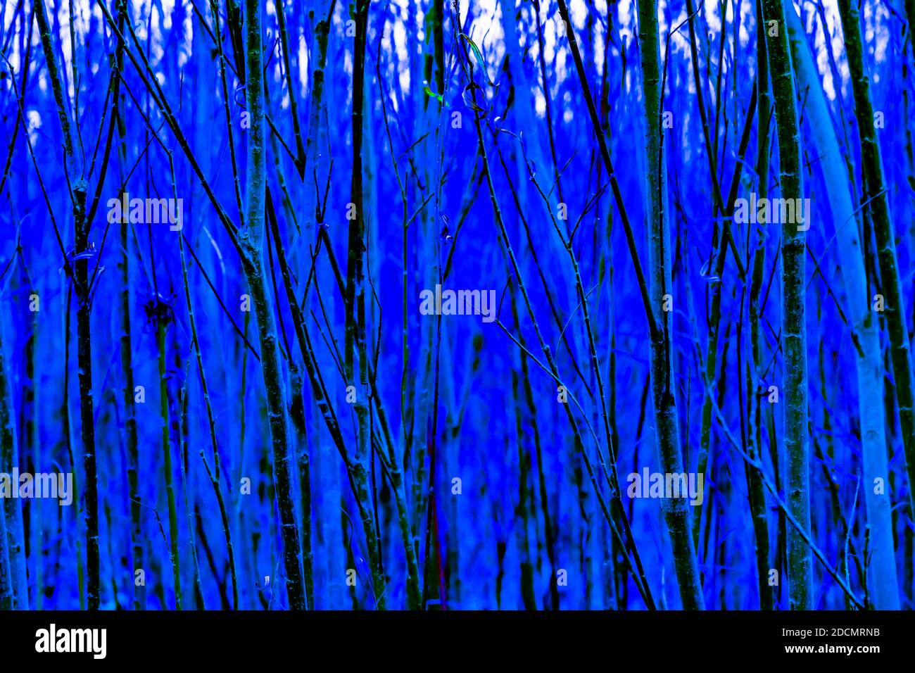 thin tree and bush branches without leaves as an abstract background, blue Stock Photo
