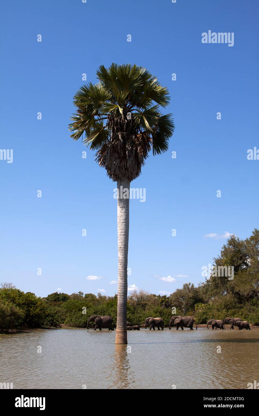 A massive Borassus Palm stands in a flooded bay of Lake Siwandu in the Selous Game Reserve. This large tree dwarfs the herd of elephants crossing Stock Photo