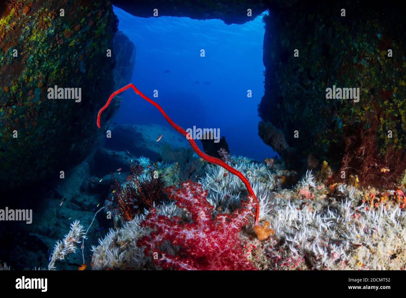 A small tunnel on an underwater coral reef full of beautiful,colorful