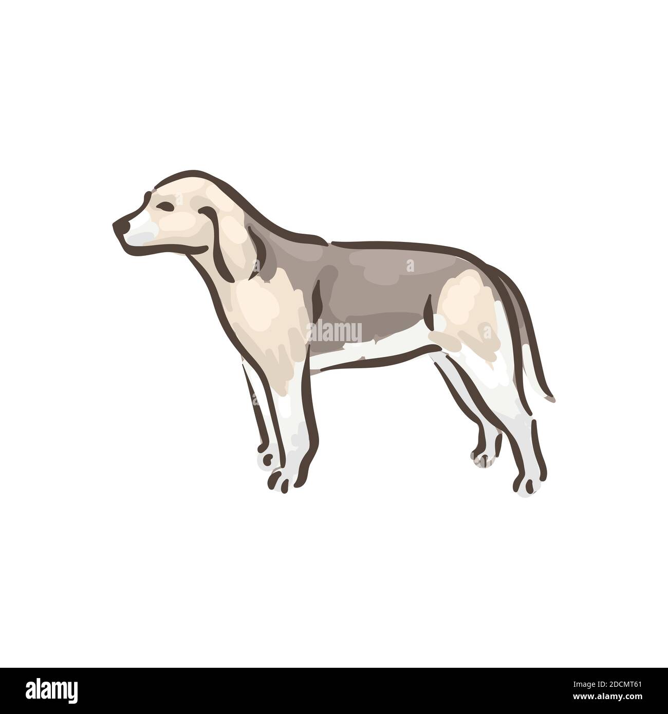 Cute dog Beagle breed pedigree vector illustration Stock Vector Image ...