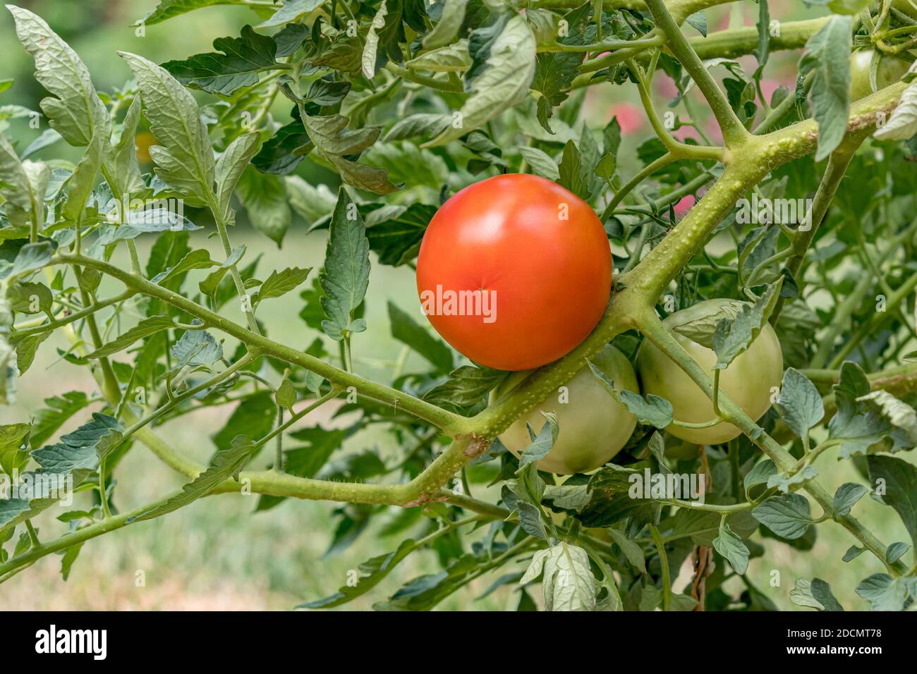 Closeup of ripe red tomato growing on tomato plant. Concept of fresh, organic farm to table produce, gardening and farmers market Stock Photo