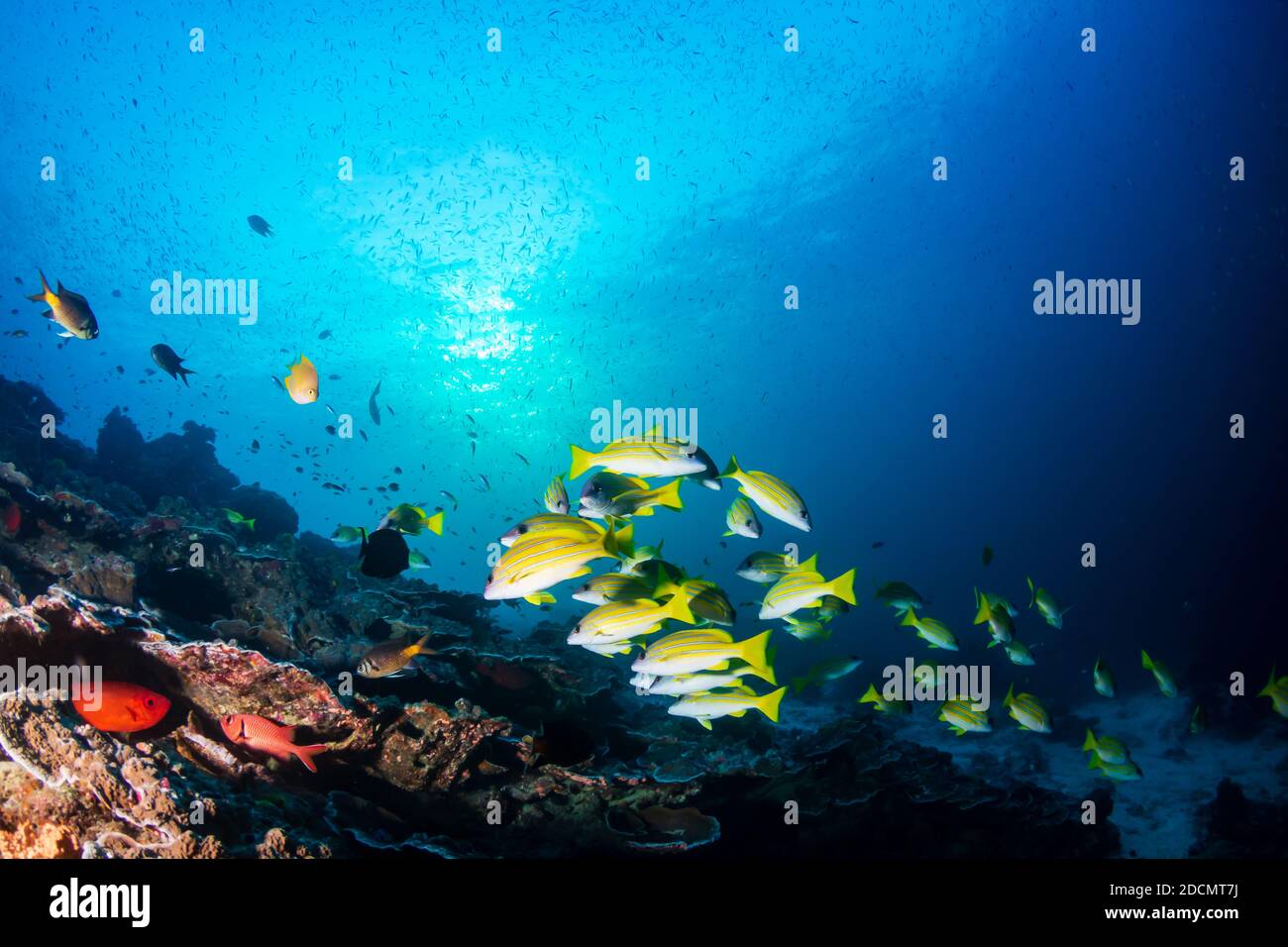 School of colorful 5 lined Snapper on a tropical coral reef in the Andaman Sea Stock Photo