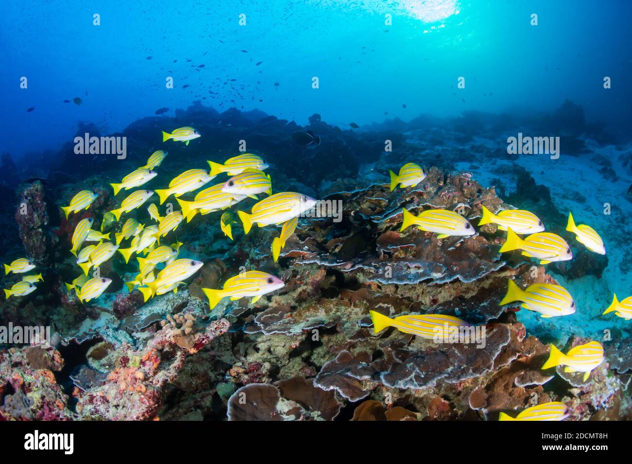 Colorful tropical fish on a reef at dawn (Similan Islands) Stock Photo