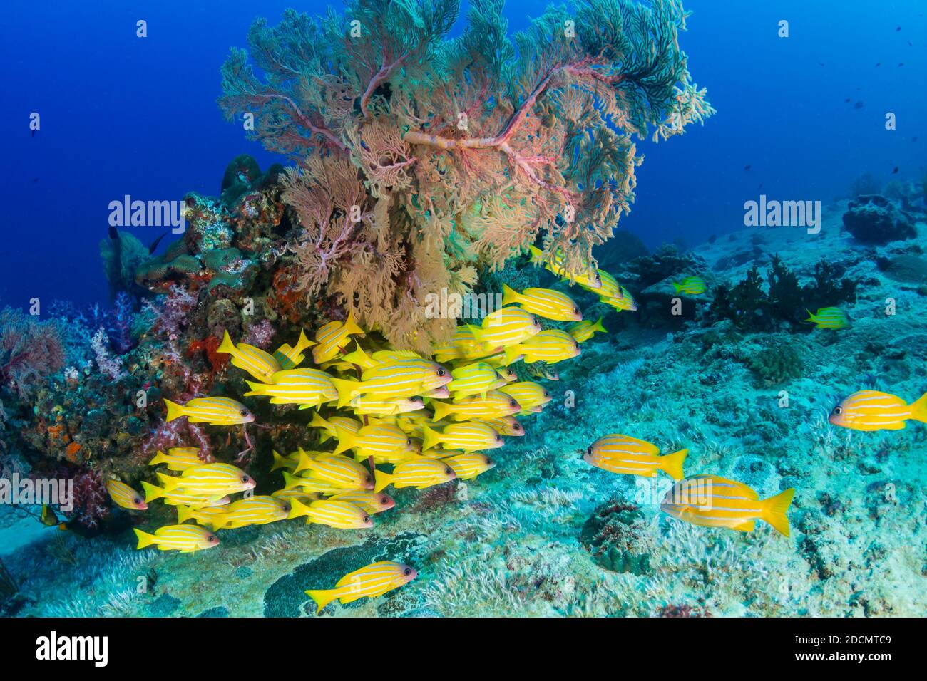 School of colorful 5 lined Snapper on a tropical coral reef in the Andaman Sea Stock Photo