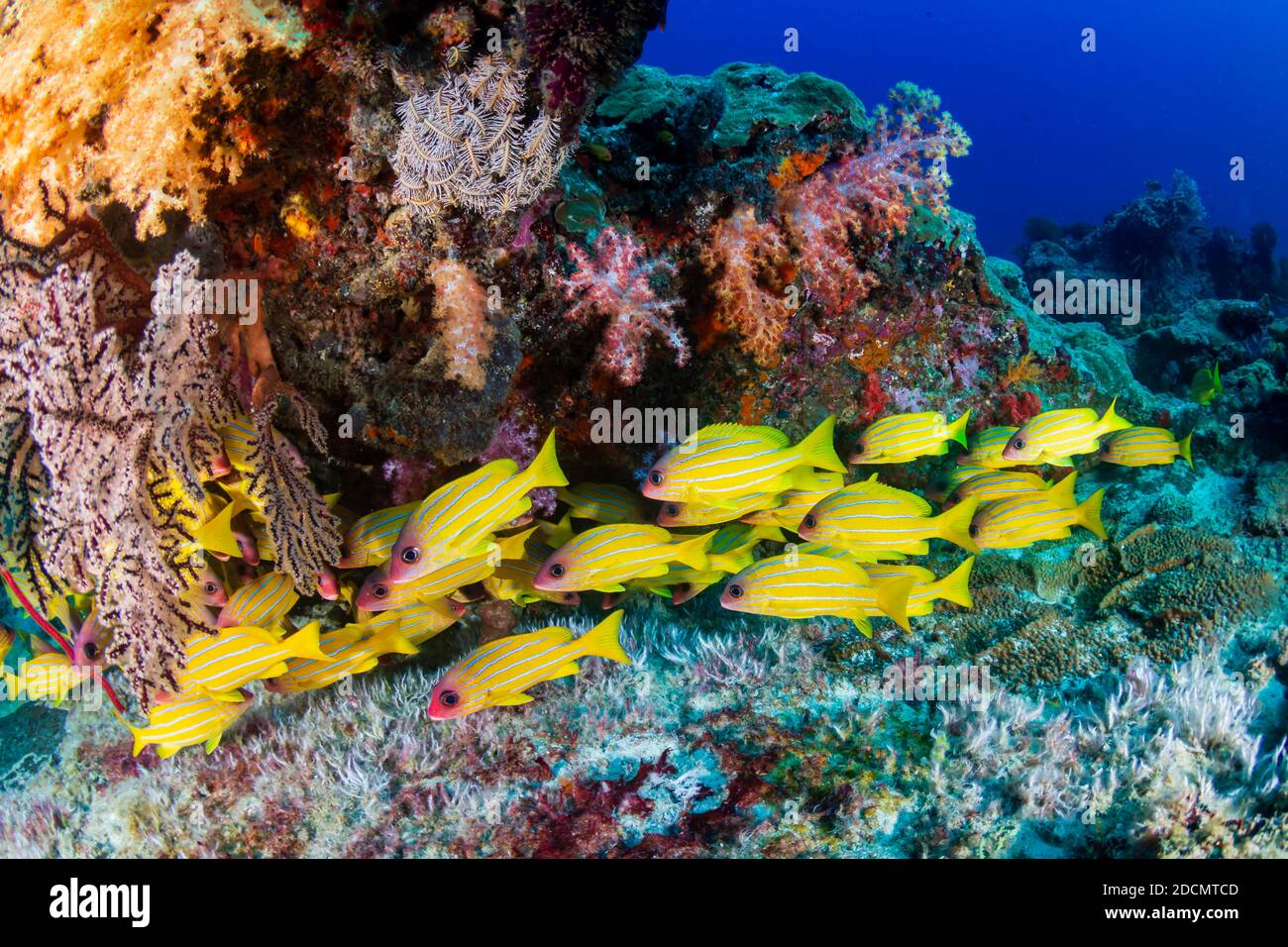 School of Blue Stripe Snapper underneath a pinnacle covered in beautiful soft corals (Similan Islands) Stock Photo