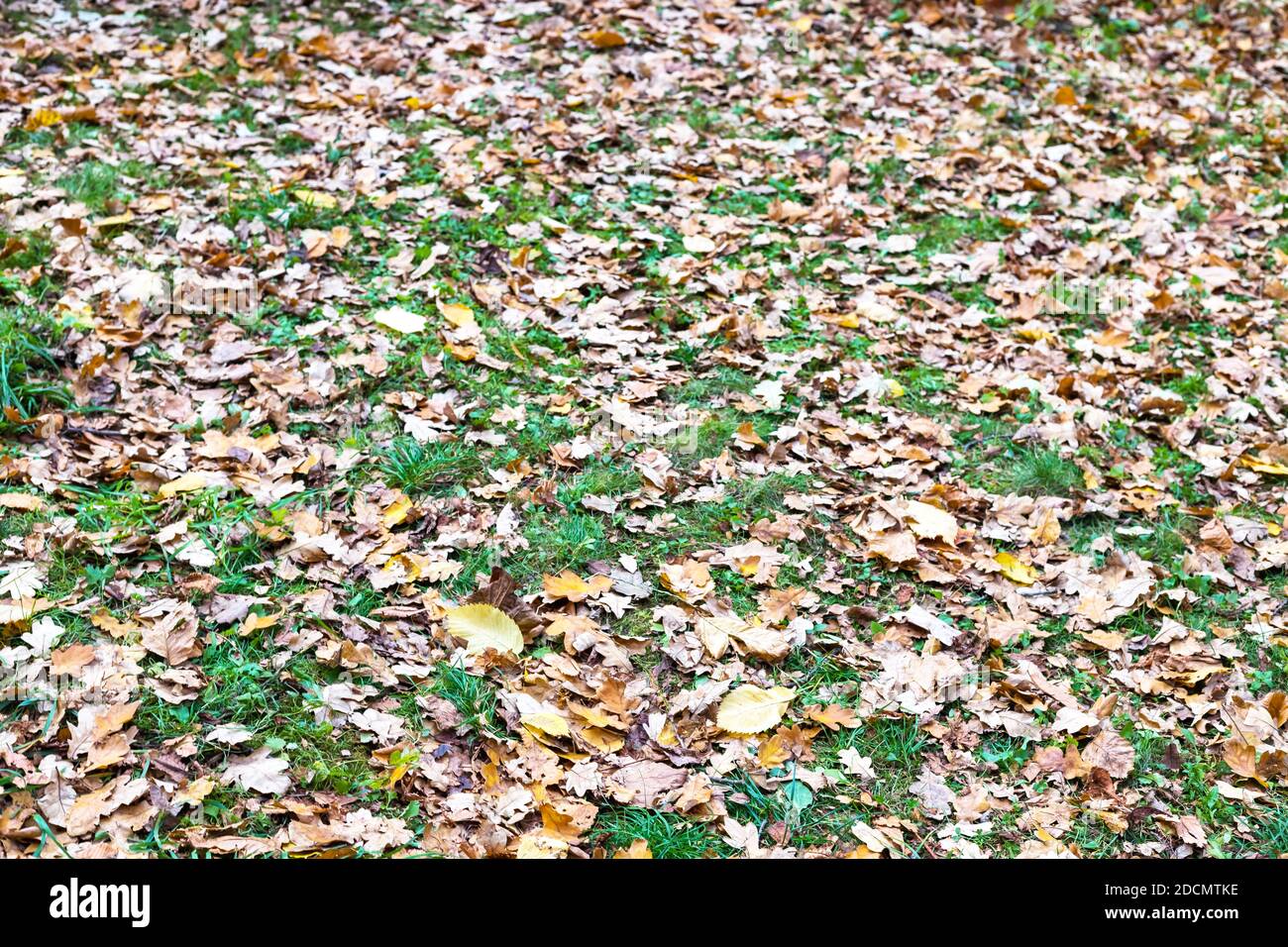 Autumn dry leaves coverind green grass background Stock Photo - Alamy