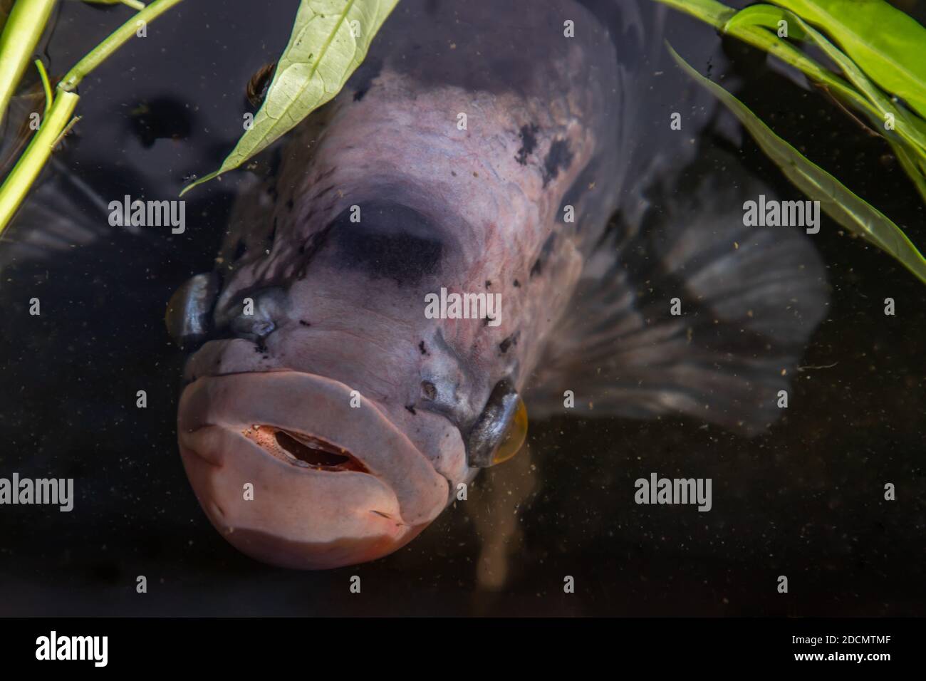 Closeup freshwater fish Osphronemus goramy or Giant gourami fish in water. Selective focus, Motion blur image. Stock Photo