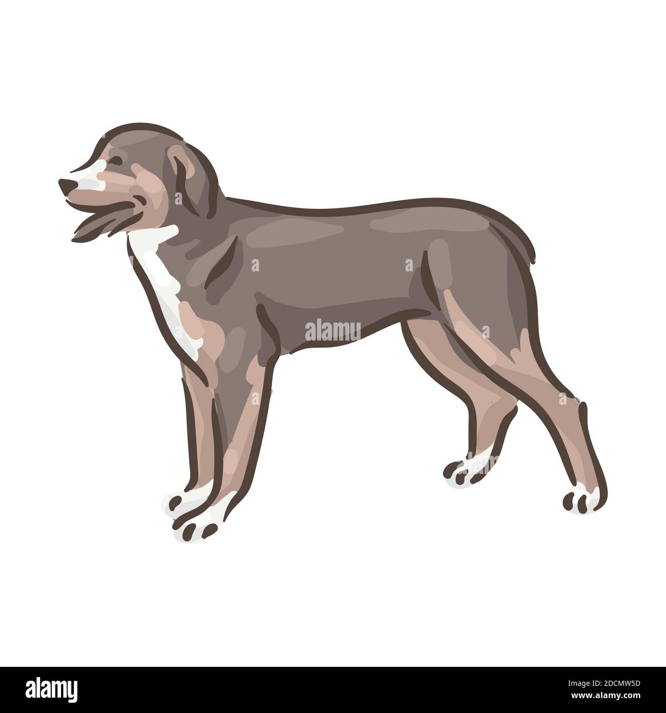 Cute dog Grosser Schweizer Sennenhund breed pedigree vector illustration  Stock Vector