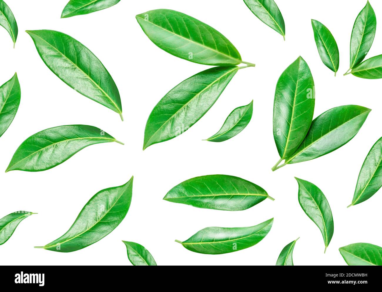 Citrus leaf Pattern. Green Orange leaves isolated on a white background. Top view. Flat lay Stock Photo