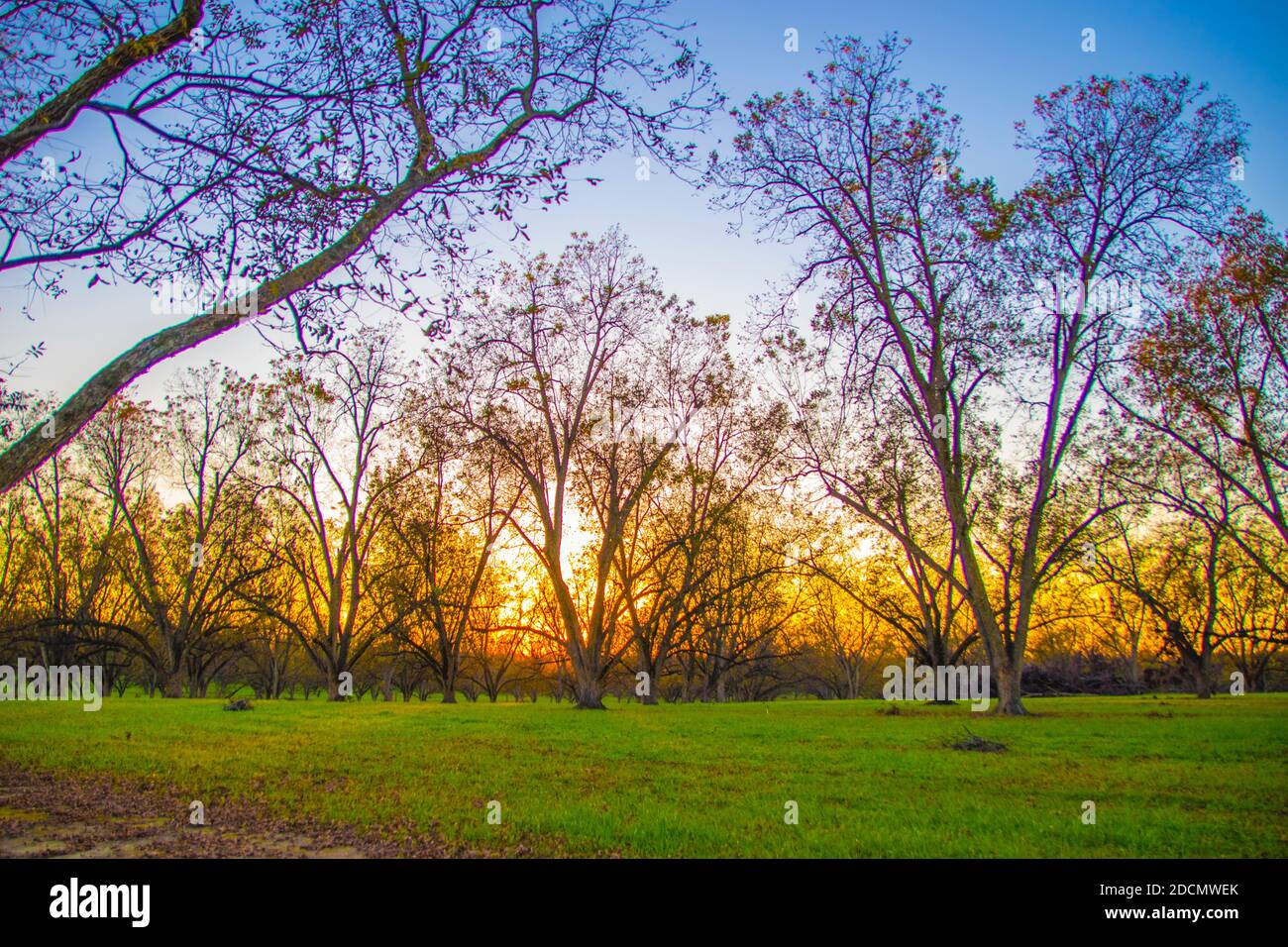 Sun beaming through pecan trees on a pecan farm orchard in south rural