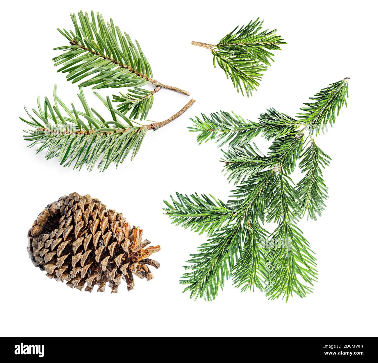 Set of Fir tree branches and pine cone isolated on white background ...