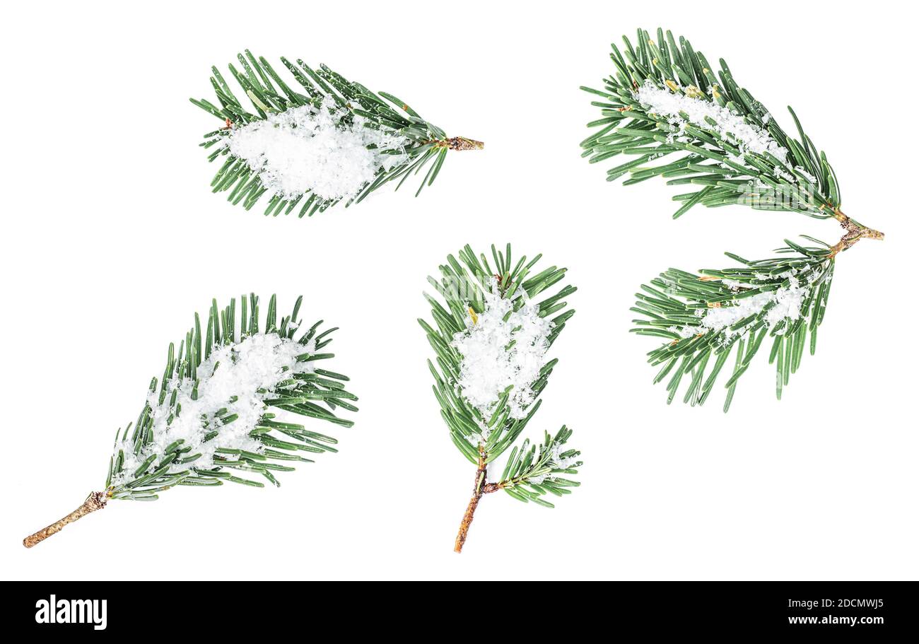 Fir tree branch with a snow isolated on white background. Top view ...