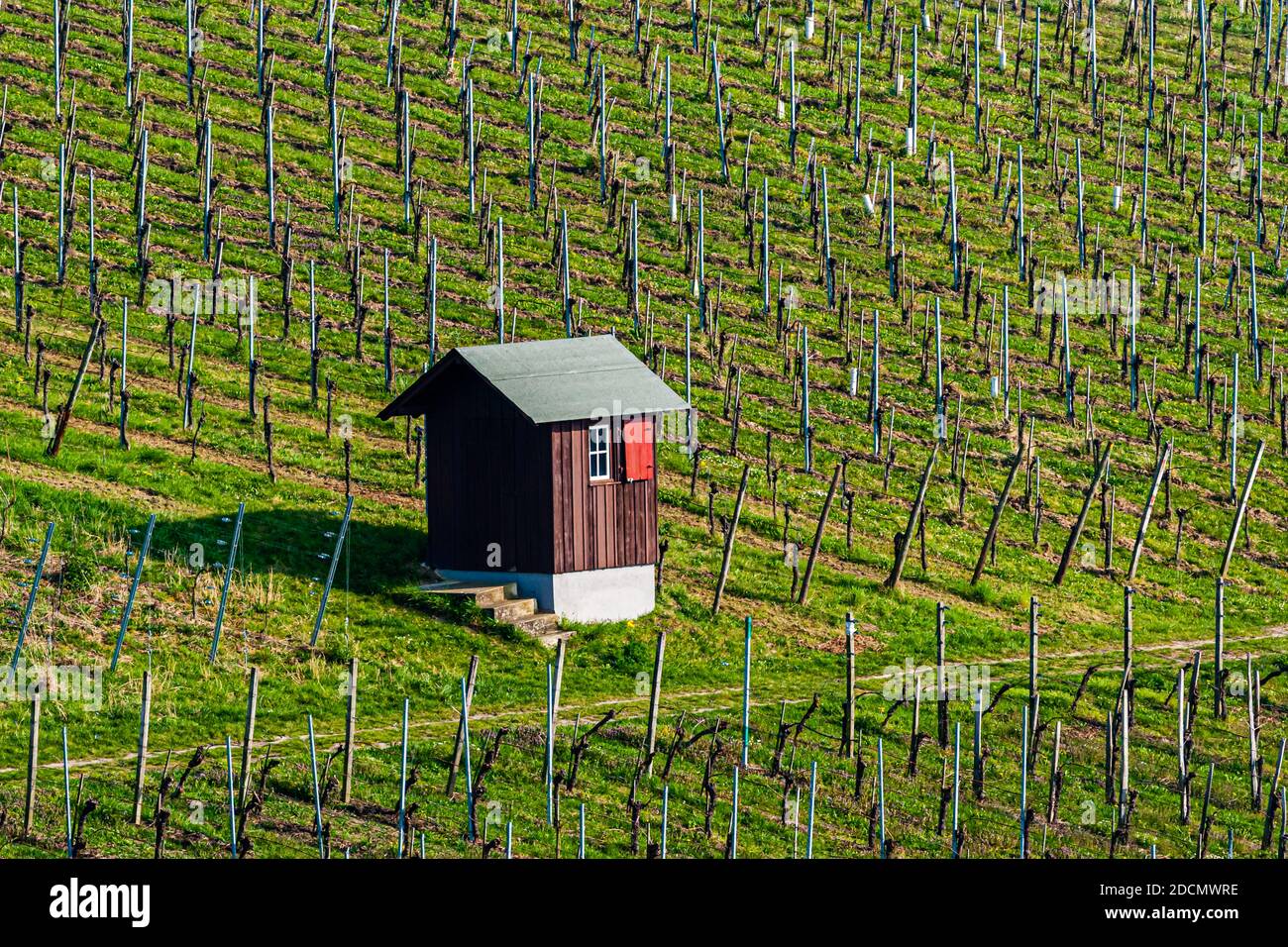 Vineyard in Weil am Rhein, Germany Stock Photo