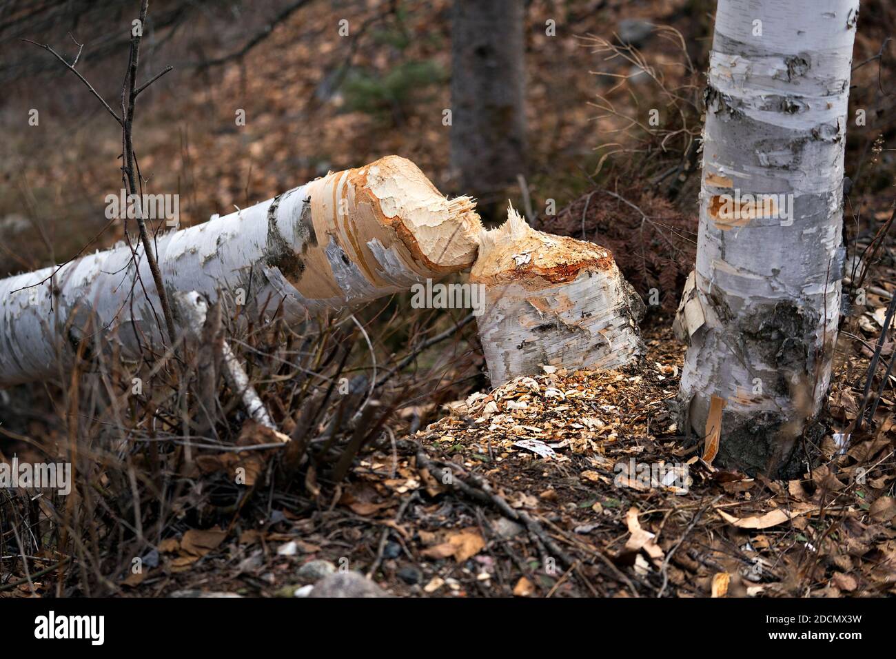 Beaver Cut down birch tree stock photo. Beaver Teeth Marks. Beaver work. Beaver activity stock photo. Tree felled by beaver. Birch Tree cut down Stock Photo