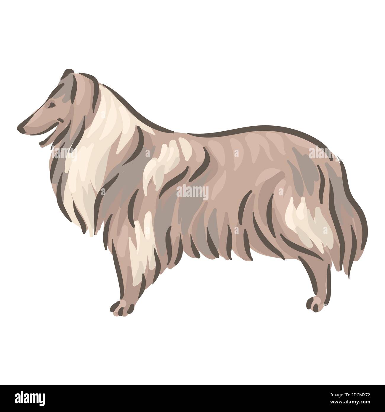 Cute dog Collie breed pedigree vector illustration Stock Vector Image ...
