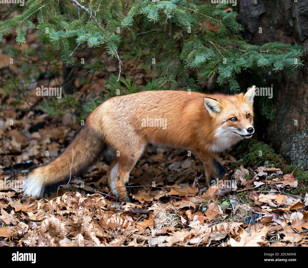Red fox close-up profile view with spruce tree needles background, moss and autumn brown leaves in its environment and habitat displaying fox tail, Stock Photo
