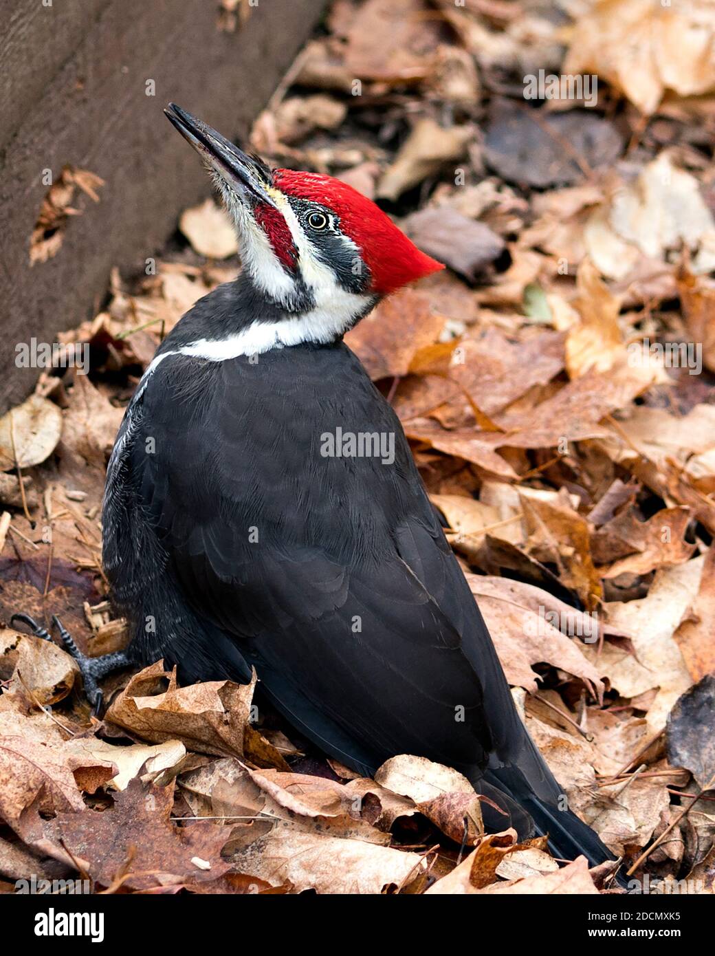 Woodpecker bird close-up profile view with a brown leaves background in its environment and habitat. Woodpecker stock photos. Image. Picture. Portrait. Stock Photo