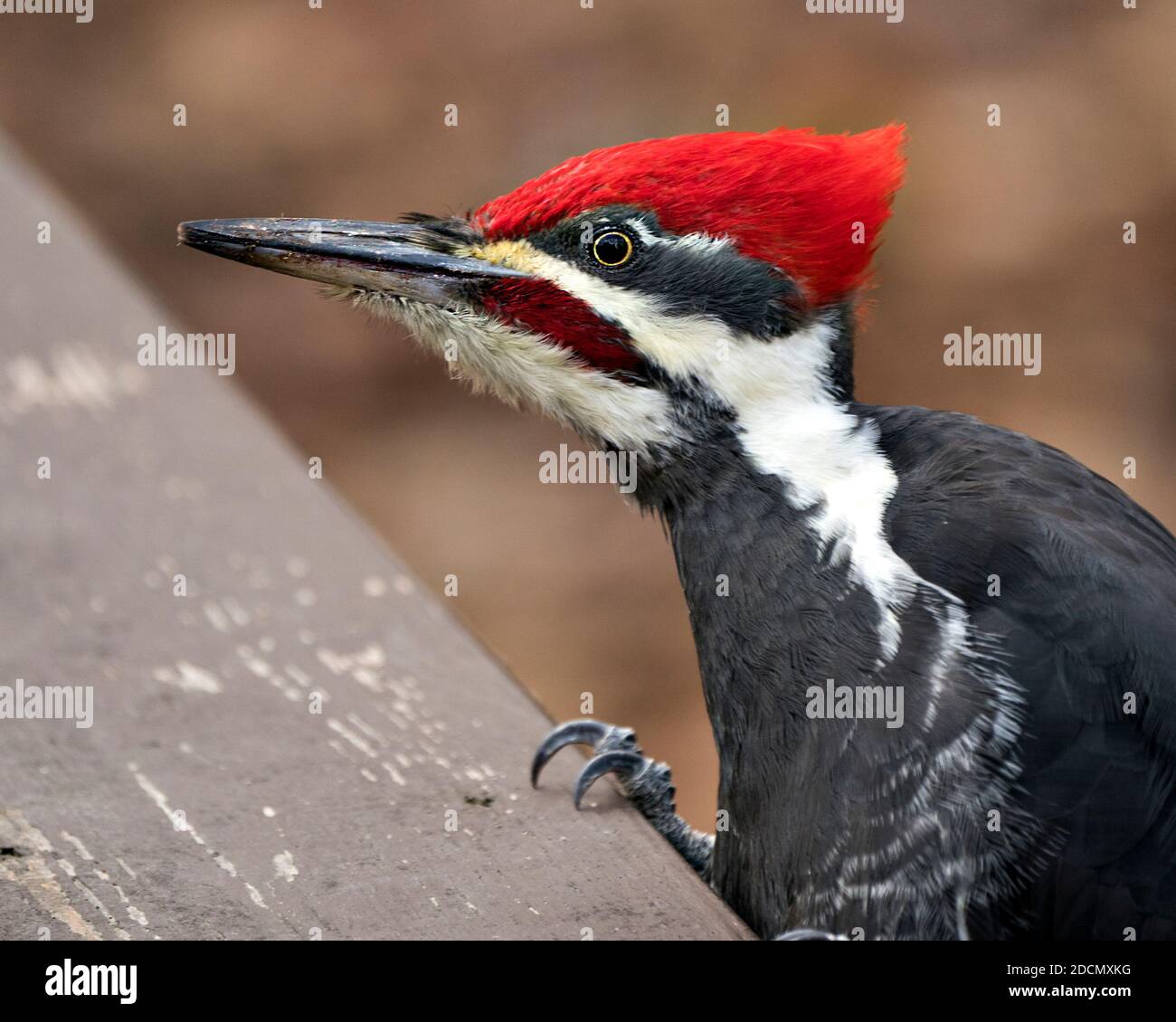 red headed pileated woodpecker