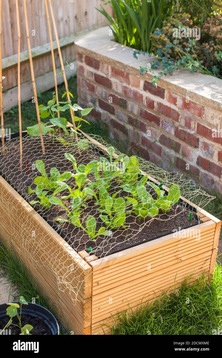 Young lettuce, Lactuca sativa ‘Little Gem’plants growing in a raised